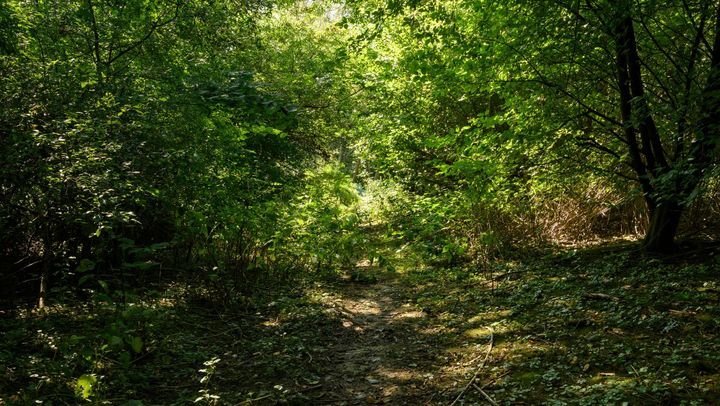 Curățenie în pădurile din R. Moldova. Cum poți participa la acțiunea de salubrizare