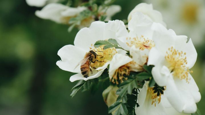 Cum protejăm albinele și alte insecte polenizatoare? Recomandările Inspectoratului de Mediu