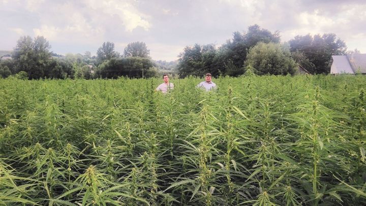 În R. Moldova ar putea fi permisă din nou cultivarea cânepei industriale. La ce etapă este proiectul de lege