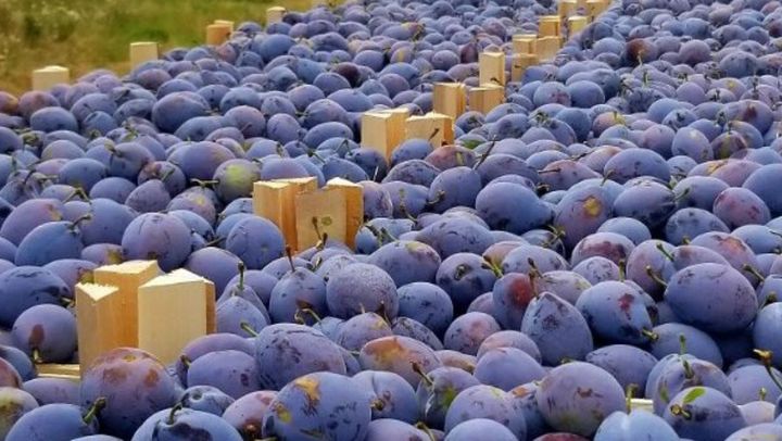 Record la exportul de prune în 2023. În ce țări au ajuns fructele moldovenești