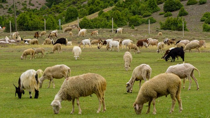 Crescătorii de ovine și caprine pot obține granturi de până la un milion de dolari. Care sunt condițiile