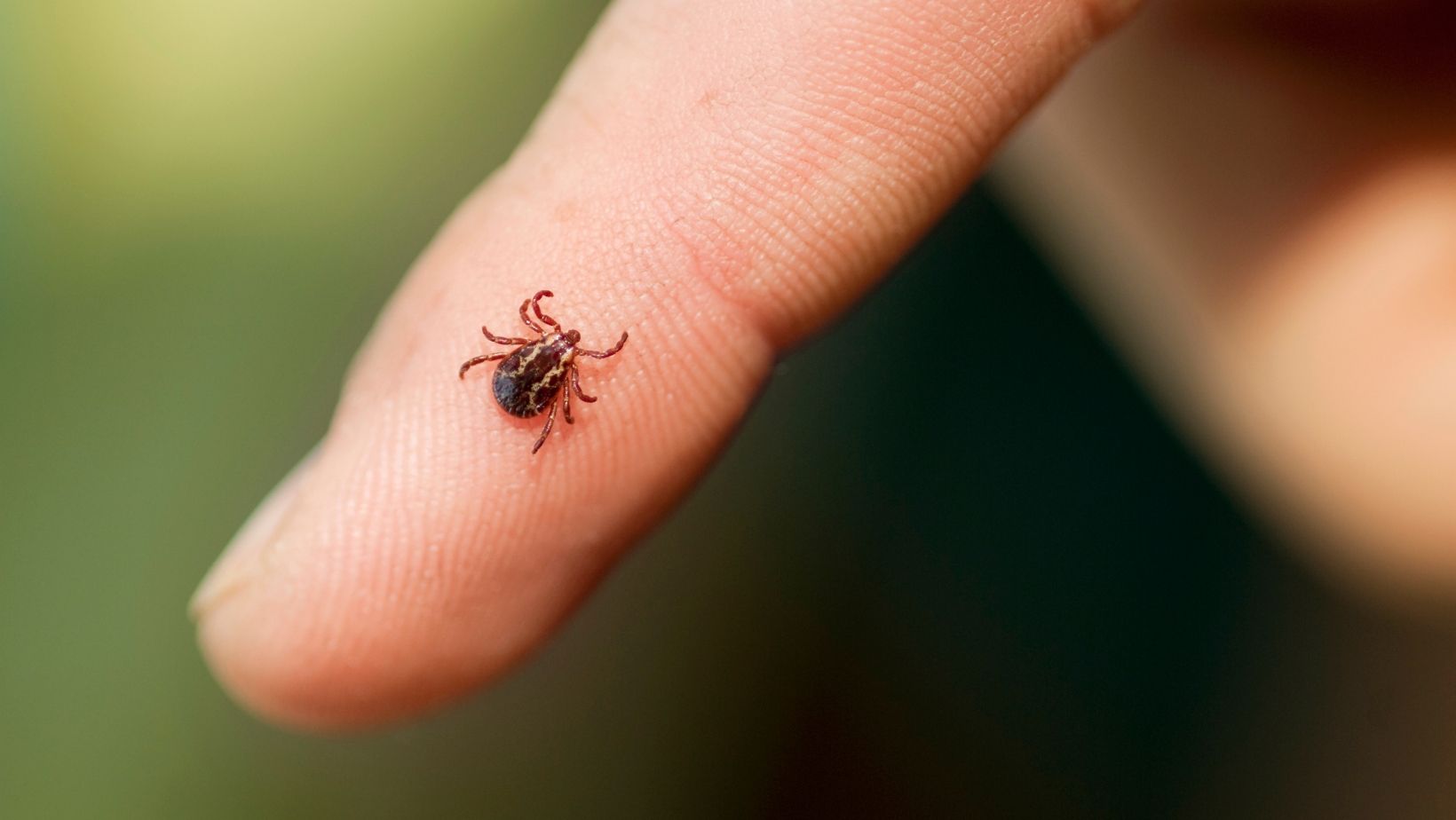 Atenție la capușe! Trei copii din capitală au fost diagnosticați cu boala Lyme