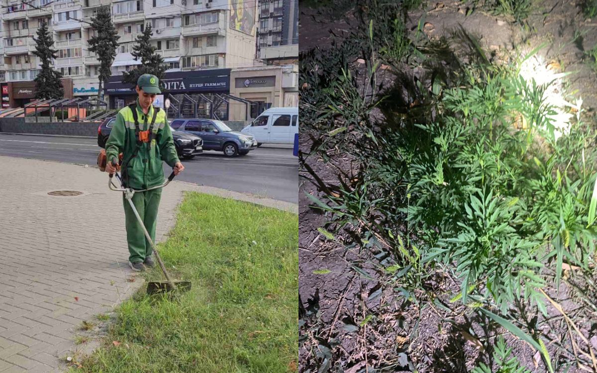 FOTO/ Capitala continuă lupta cu ambrozia. Serviciile municipale au intervenit pe 4,24 ha