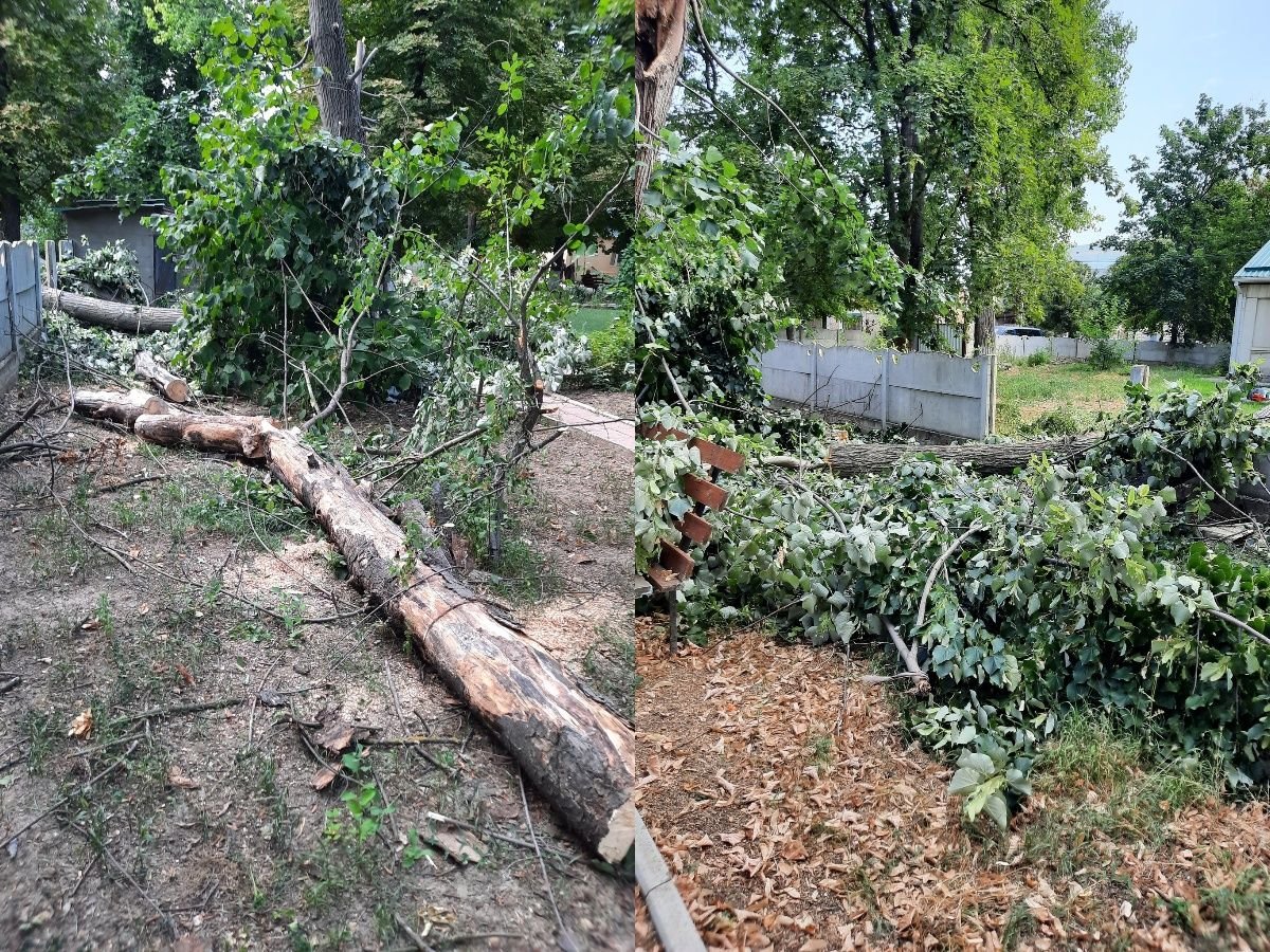 Controale inopinate la Leova. Inspectoratul Pentru Protecția Mediului: Au fost tăiați arbori, în lipsa actelor permisive