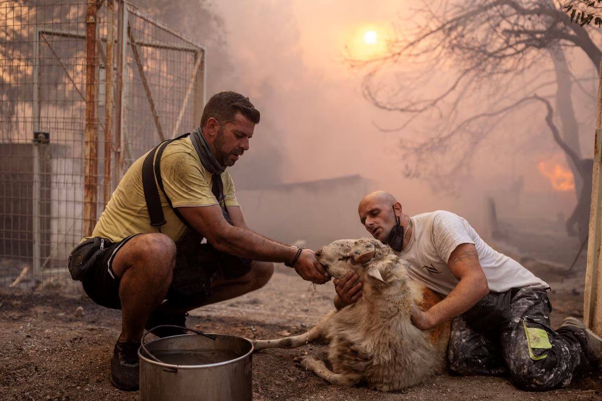 Grecia în fața sutelor de incendii de vegetație din această vară – Fotoreportaj Reuters