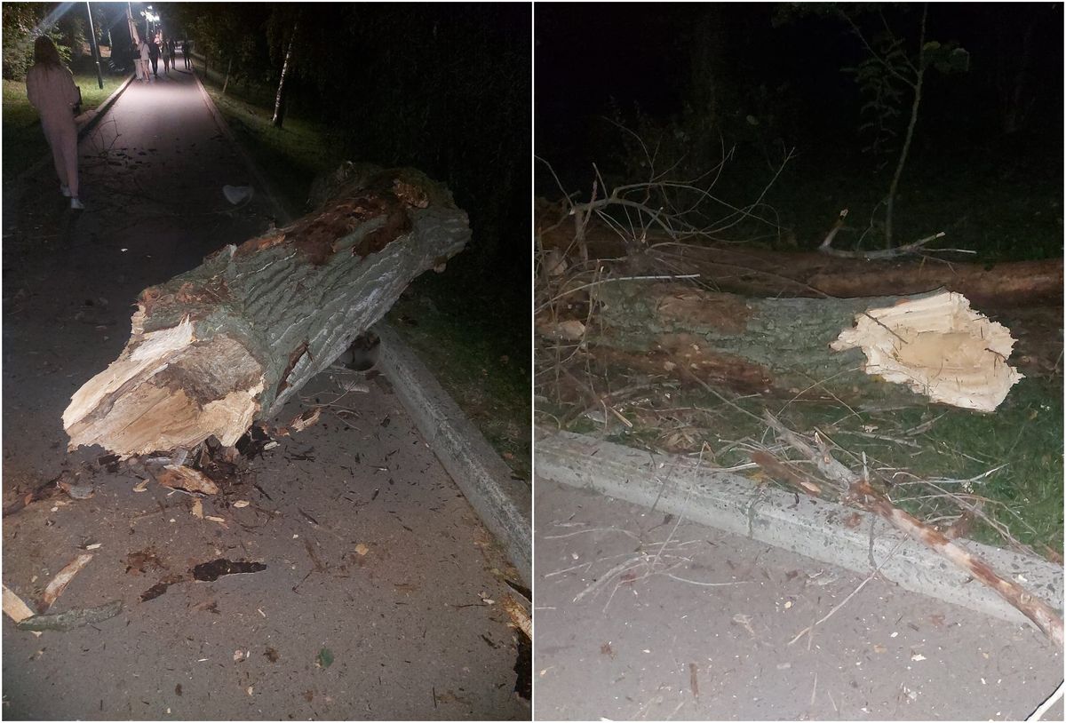 „Atrageți atenția la arbori”. Îndemn pentru oamenii care se plimbă prin parcurile Capitalei