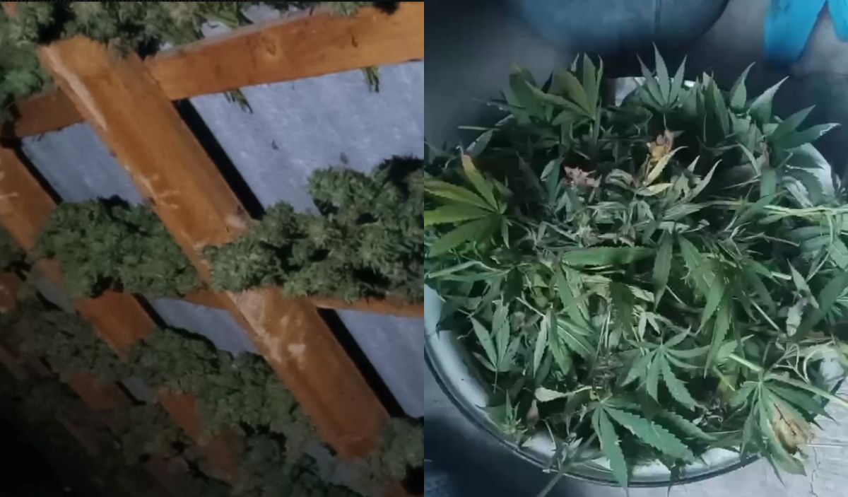 VIDEO/ Captură de 34 de kg de marijuana, în Etulia. Suspectul - un pensionar în vârstă de 67 de ani