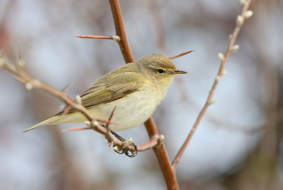 FOTO/ Pasăre din Siberia, observată pentru prima dată în R. Moldova: „Să admirăm împreună frumusețea și raritatea”