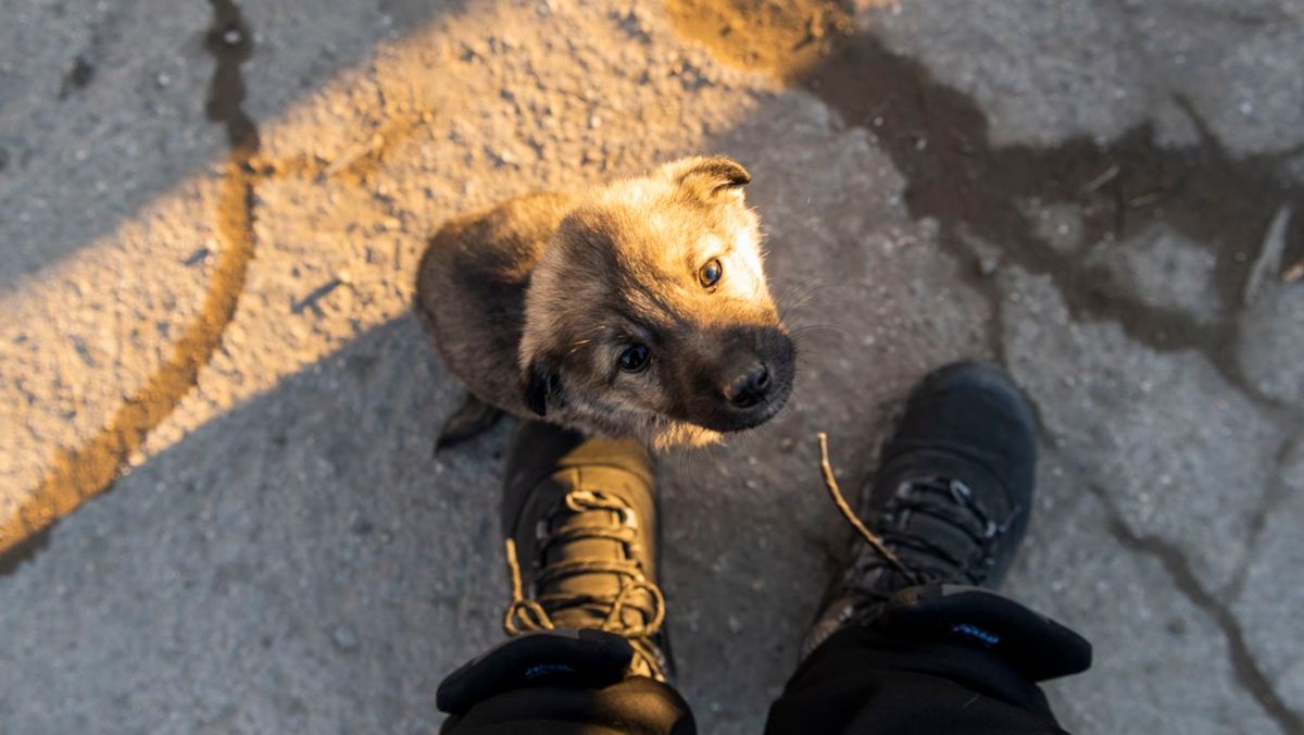 Animalele din satele R. Moldova ar putea fi deservite de o clinică veterinară mobilă. Inițiativa aparține UTM