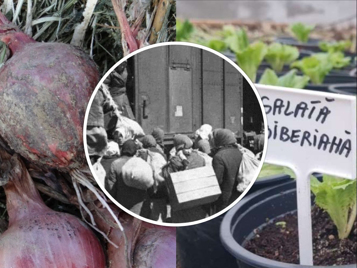 FOTO/ Ceapă siberiană și un soi de salată, cultivate de moldovenii deportaţi în Siberia, păstrate în România