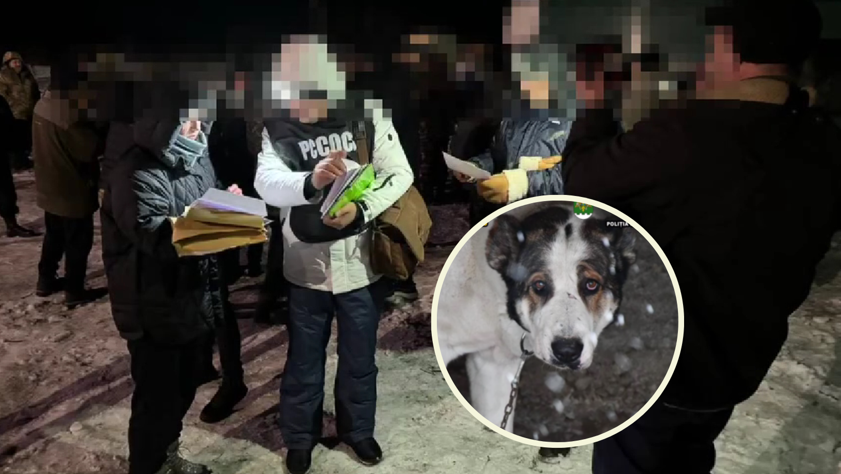 Un moldovean și șapte români, reținuți după ce au organizat lupte ilegale între câini. Cinci animale au fost rănite