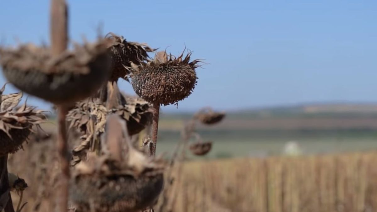 Ministerul Agriculturii cere bani suplimentari pentru agricultorii afectați de intemperiile din vara anului 2023