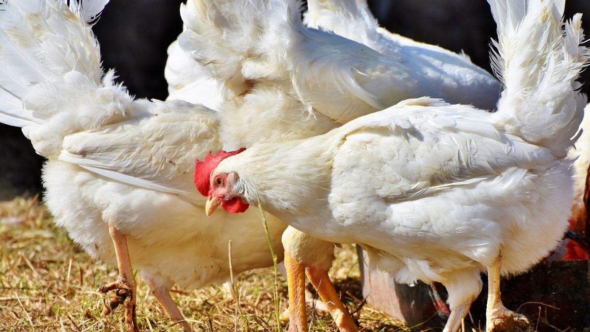 În raionul Orhei a fost înregistrat un focar de gripă aviară