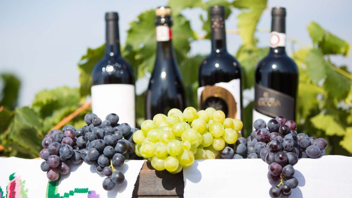Vinurile moldovenești au obținut 96 de medalii în cadrul competiției Mundus Vini Spring Tasting 2024