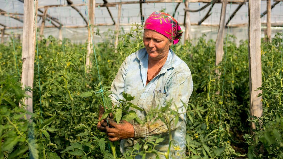 Ministerul Agriculturii: Fermierii mici din R. Moldova vor primi asistență de circa un milion de dolari