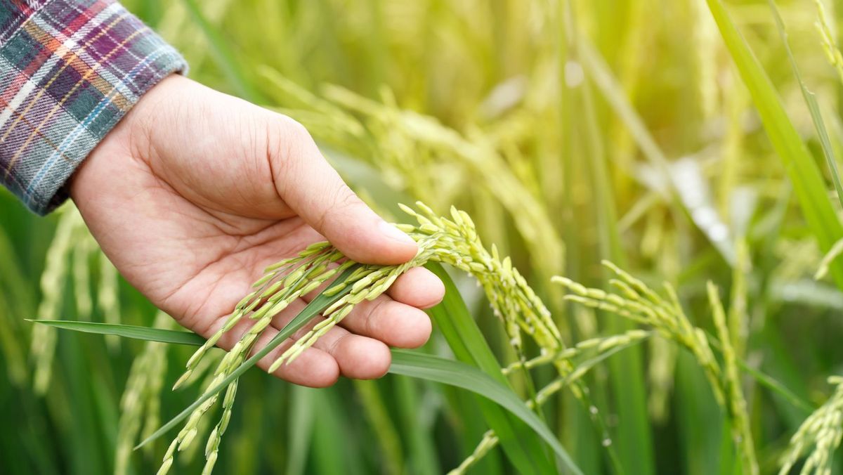 Timp de cinci zile, peste 47 de milioane de lei au ajuns în conturile agricultorilor