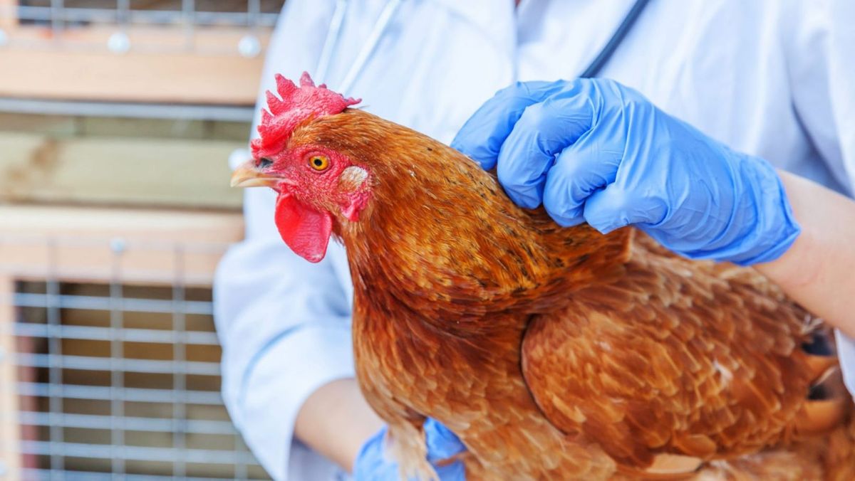 Veste bună! În R. Moldova nu au fost înregistrate cazuri noi de  gripă aviară sau pestă porcină