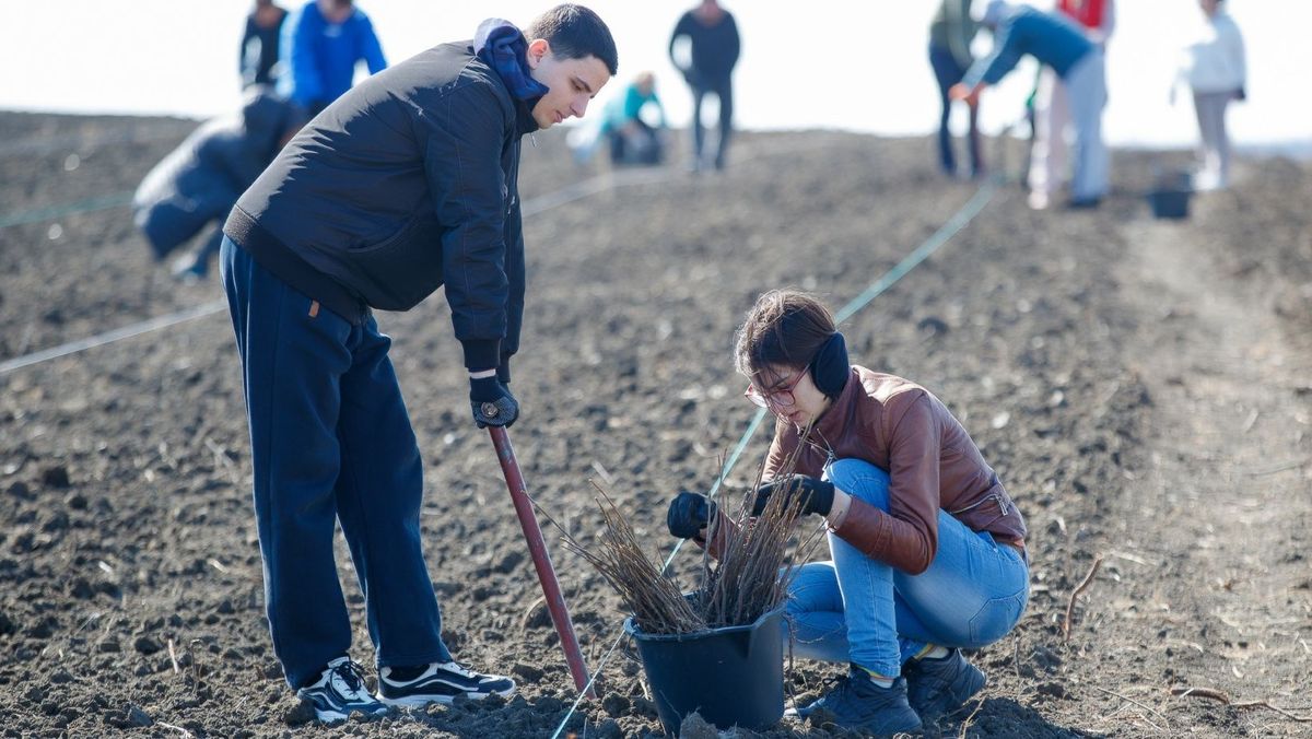 Începe campania de împădurire. Doritorii sunt invitați să planteze copaci pe întreg teritoriul țării