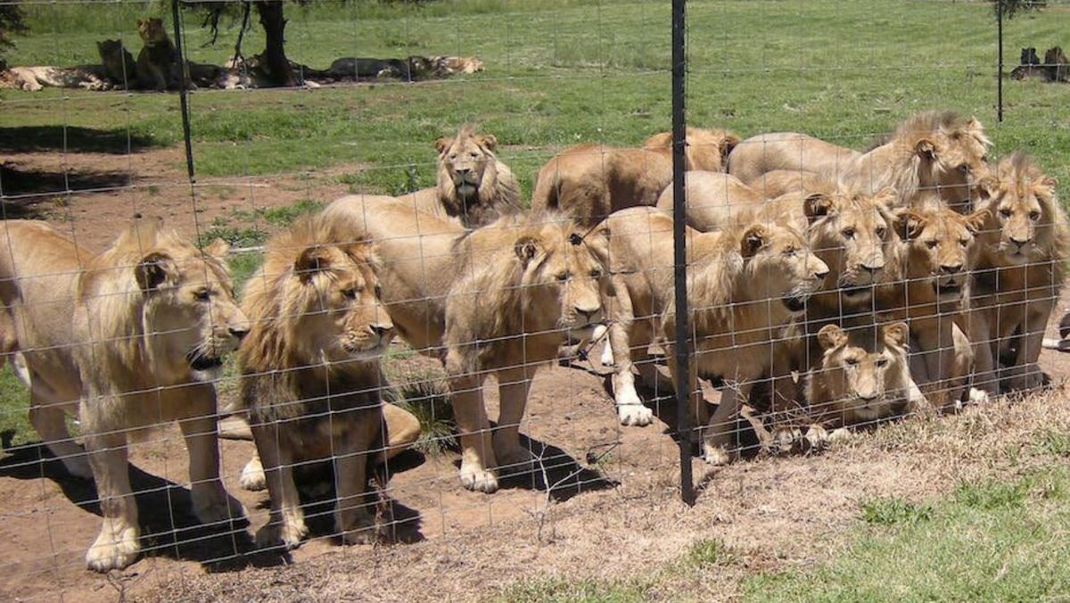 Africa de Sud intenționează să interzică creșterea leilor pentru vânătoare