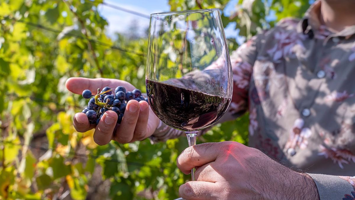 Exporturile de vinuri moldovenești în Uniunea Europeană au crescut cu 36%