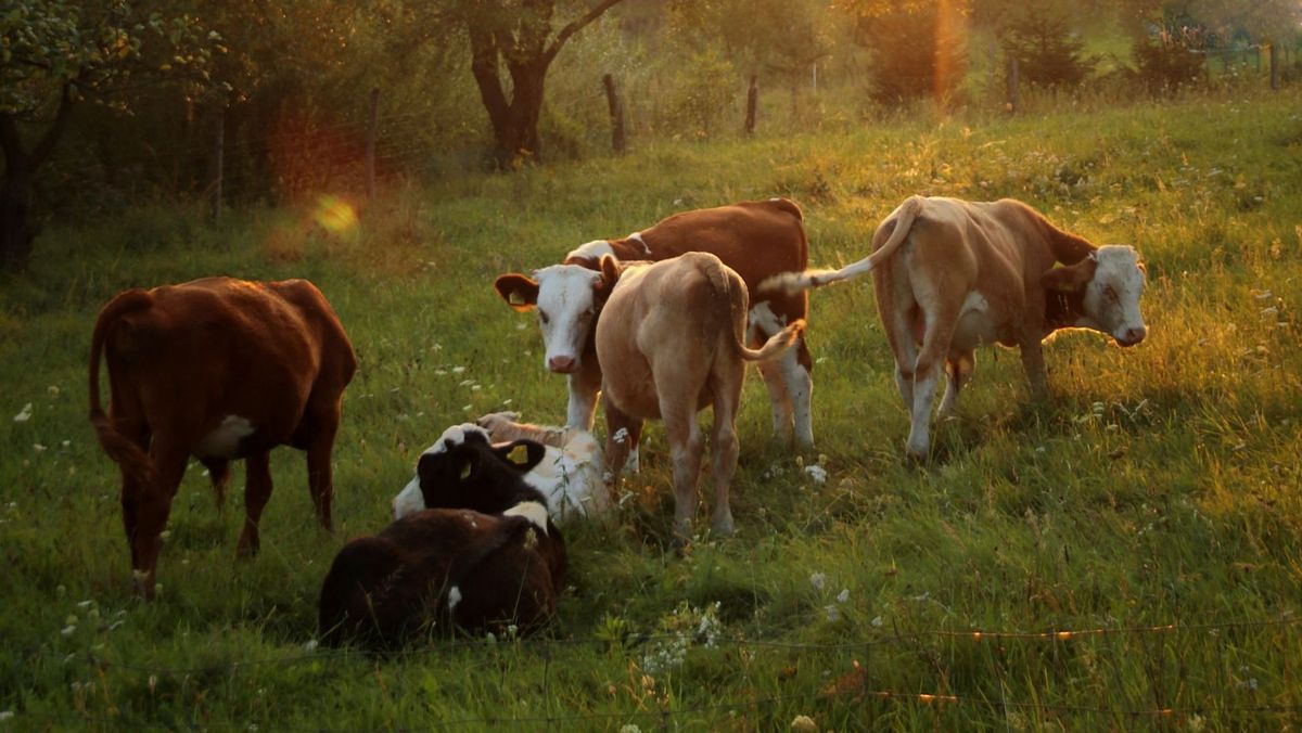 Crescătorii de bovine mai au câteva zile la dispoziție pentru a depune cereri de granturi