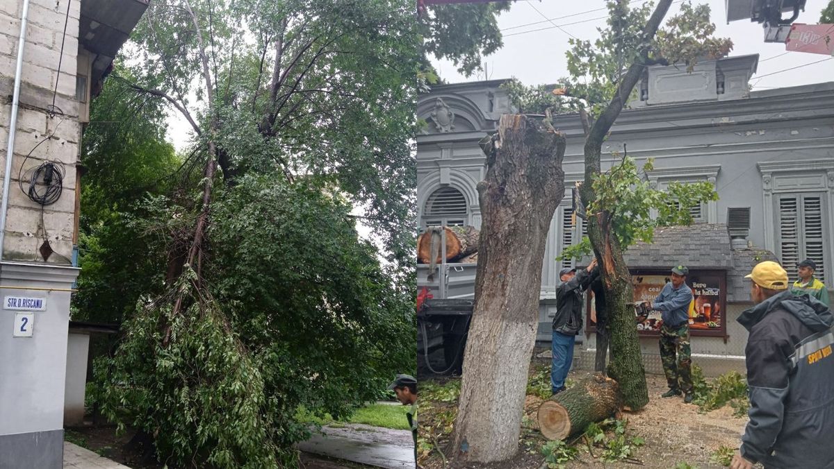 Arbori doborâți în urma ploii și vântului puternic. Spații Verzi intervine în mai multe locații