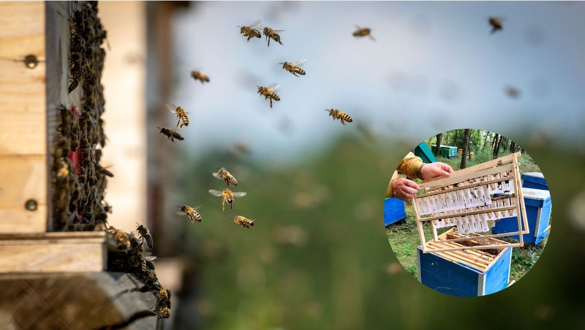 Comercializarea ilegală a reginelor de albine, în vizorul ANSA. Un apicultor a fost amendat