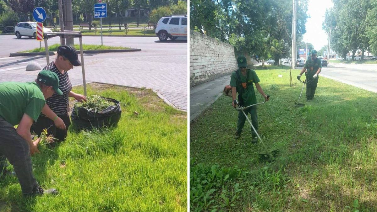 Prelucrare manuală și tratament chimic. Primăria capitalei întreprinde măsuri de distrugere a ambroziei