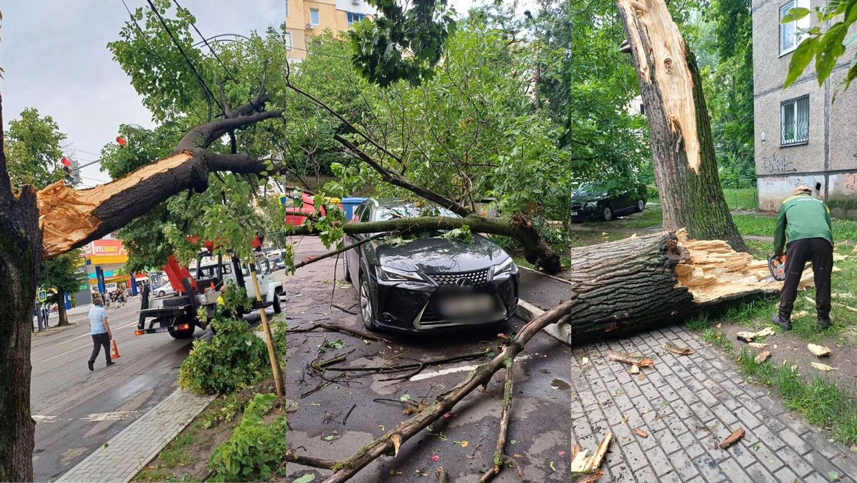 FOTO/ Crengi rupte, copaci doborâți și mașini avariate: Municipalitatea înlătură consecințele ploii de ieri