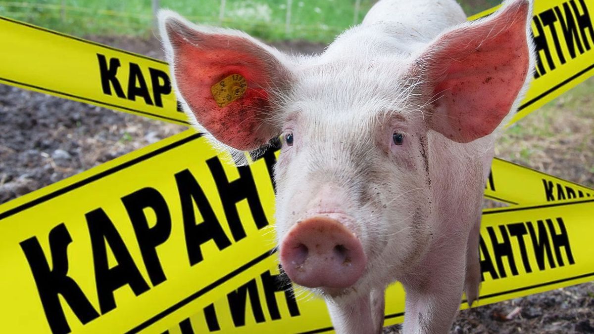 Carantină în regiunea Cernăuți: Pe malul Prutului au fost descoperite cadavre de porci infectați cu pestă porcină