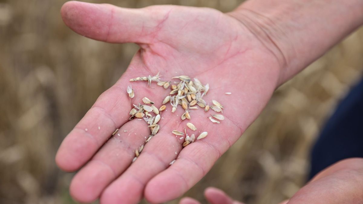 Fermierii cer stare de urgență în agricultură și măsuri împotriva secetei