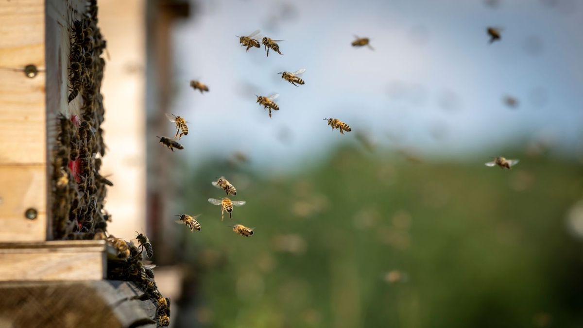 În R. Moldova se înregistrează mai puține cazuri de intoxicații ale albinelor