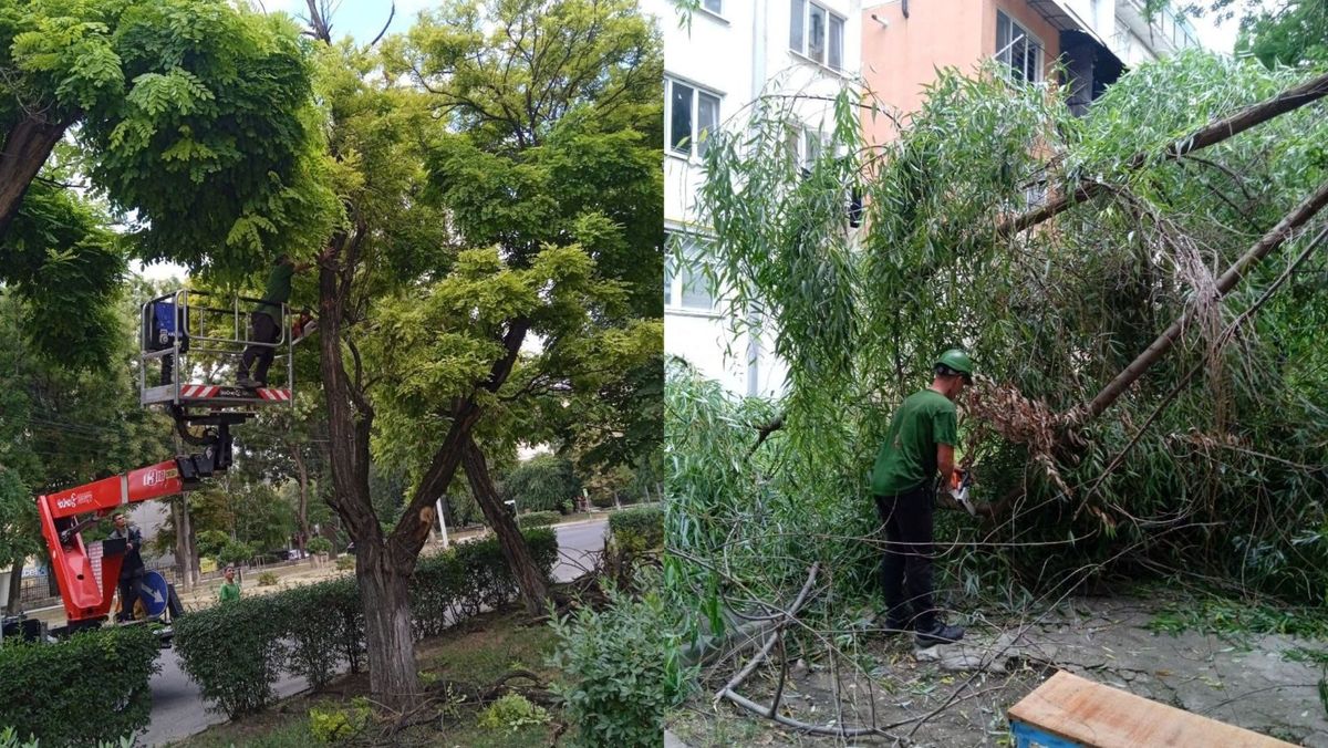 Municipalitatea cere Ministerului Mediului să permită defrișarea mai multor arbori