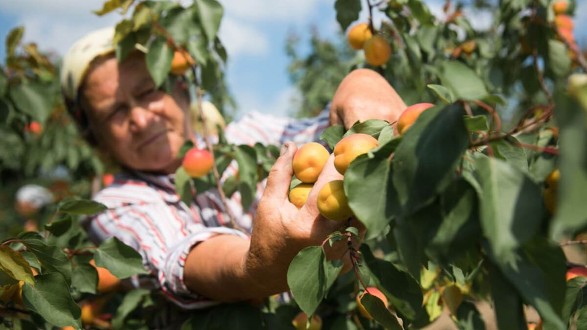 R. Moldova a exportat o cantitate record de caise. Peste 83% au ajuns pe piața occidentală