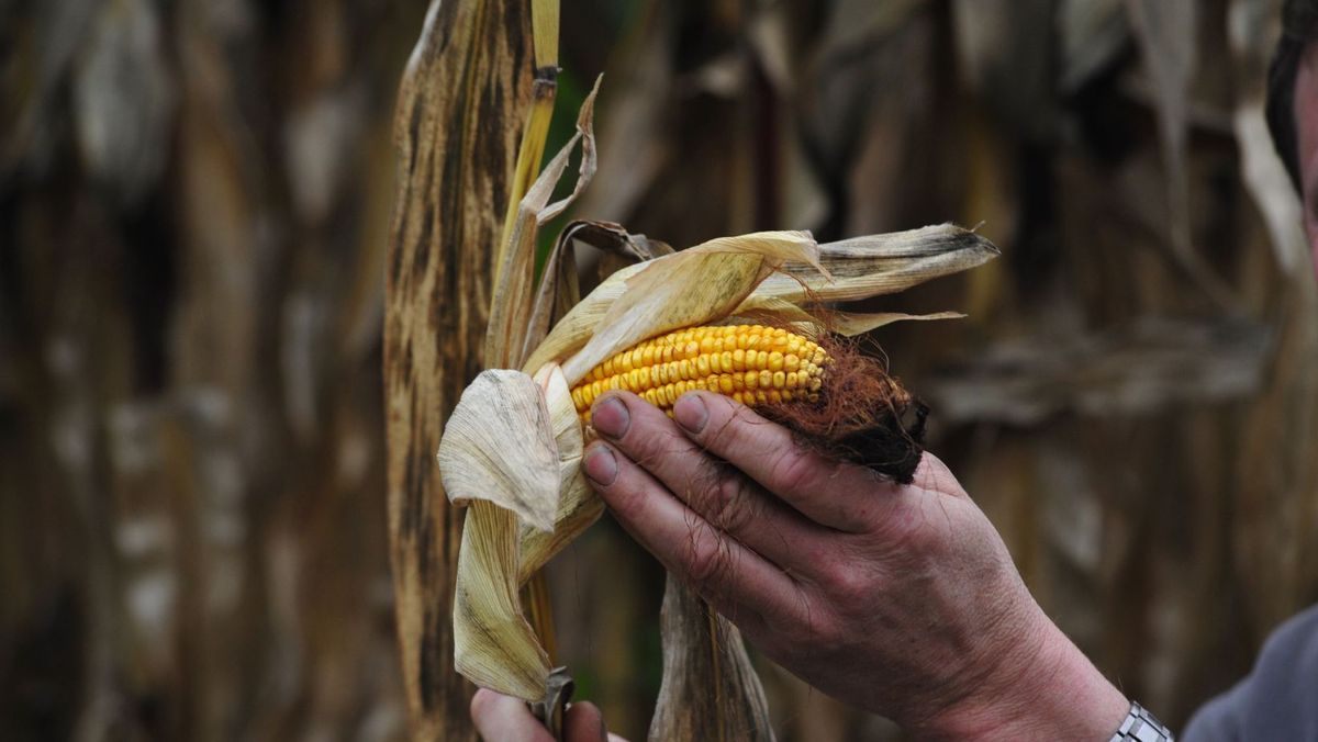 Autoritățile analizează posibilitatea instituirii stării de urgență în agricultură