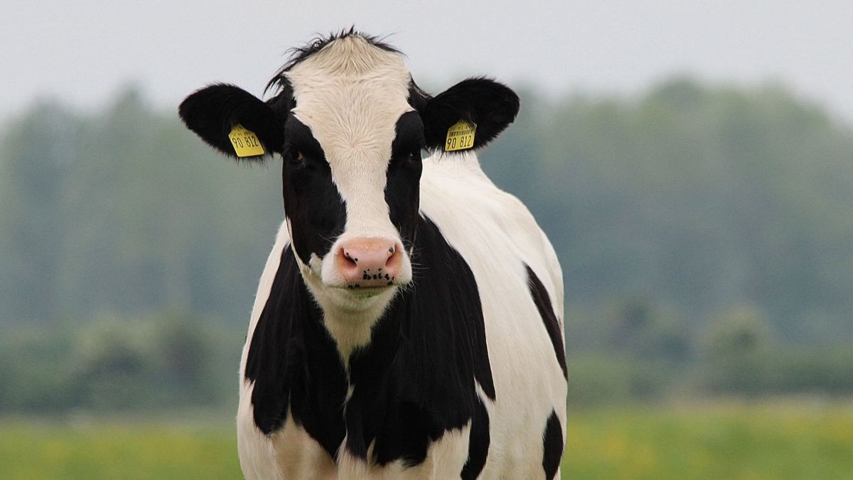 Un caz de rabie a fost depistat la o bovină din raionul Anenii Noi