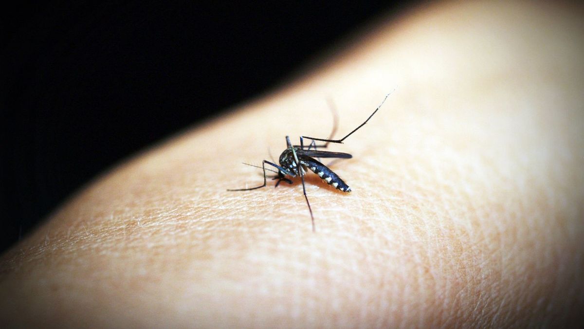 În România au fost înregistrate peste 70 de cazuri de infecție cu virusul West Nile: Nouă persoane au murit