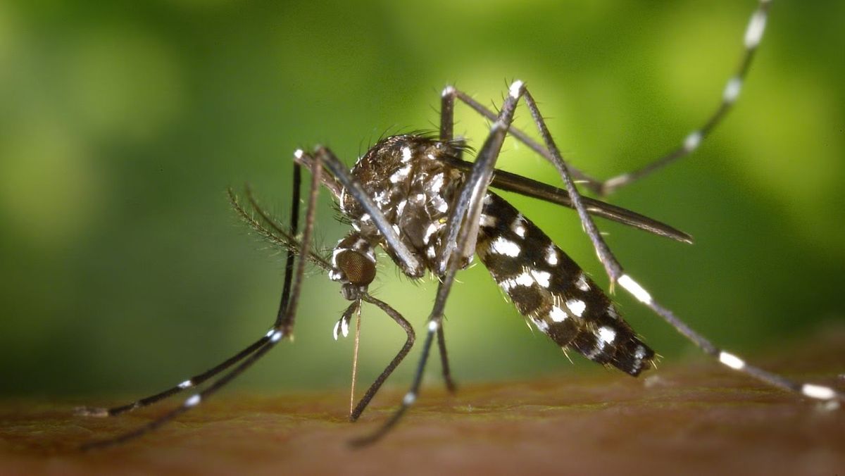 În R. Moldova a fost înregistrat un caz de febră Dengue. Pacienta s-a întors recent din India