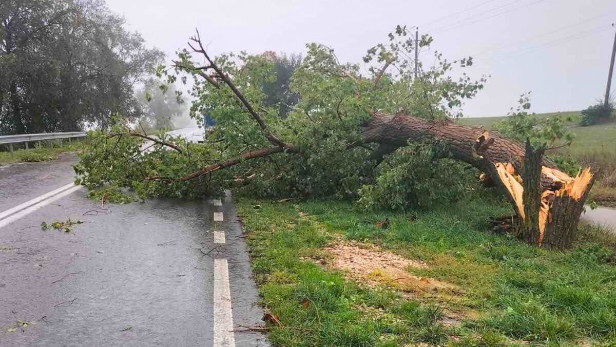 FOTO/ Copaci doborâți la pământ și drumuri înămolite. Consecințele ploii abundente din 6 octombrie