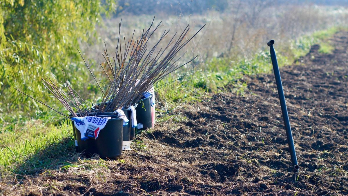 Pe 16 noiembrie, în R. Moldova începe campania de împădurire de toamnă. Cetățenii, încurajați să participe