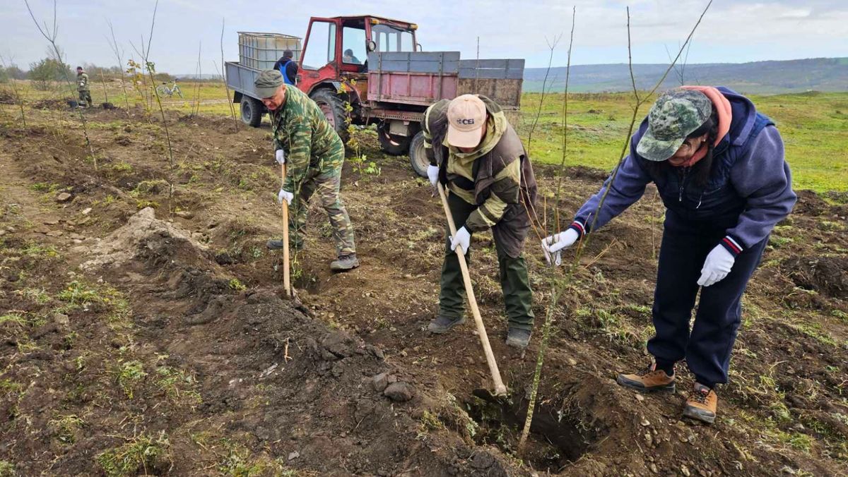 Campania națională de împădurire. În două zile, în R. Moldova au fost plantați un milion 500 de mii de puieți