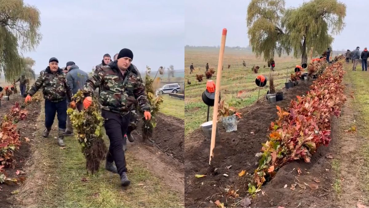 VIDEO/ În R. Moldova a început campania națională de împădurire. Întregul Guvern plantează la Orhei