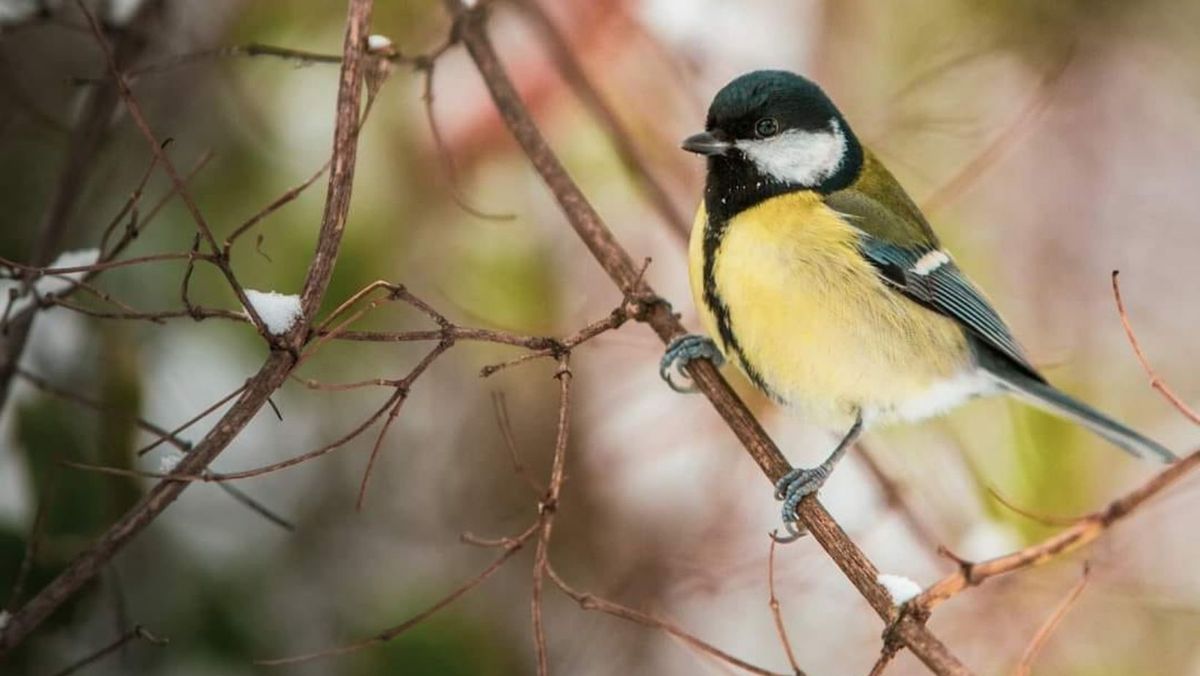 Cer înnorat și maxime de până la +5°C. Prognoza meteo pentru ziua de 29 decembrie