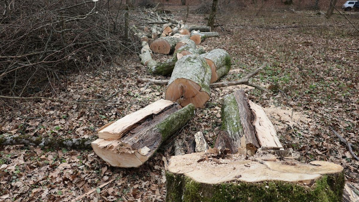 În pădurile din țară au loc lucrări silvice. Autoritățile taie și lemne de foc pentru cetățeni - FOTO