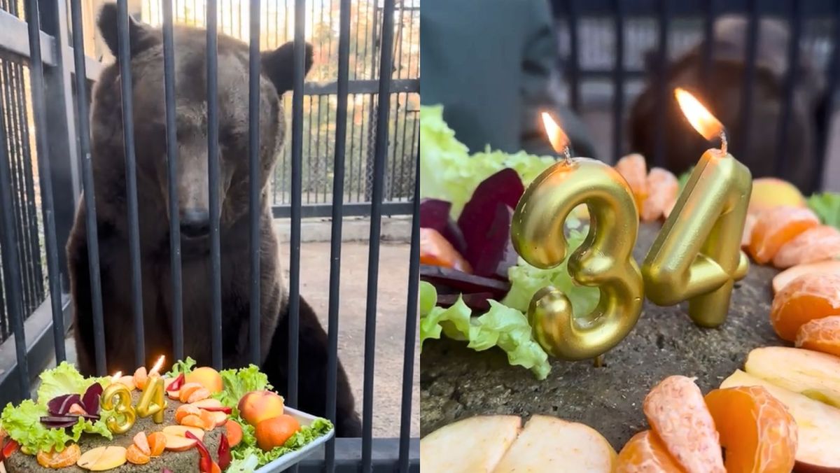 VIDEO/ Sărbătoare la Grădina Zoologică din Chișinău. Ursul brun Vorciun a împlinit 34 de ani