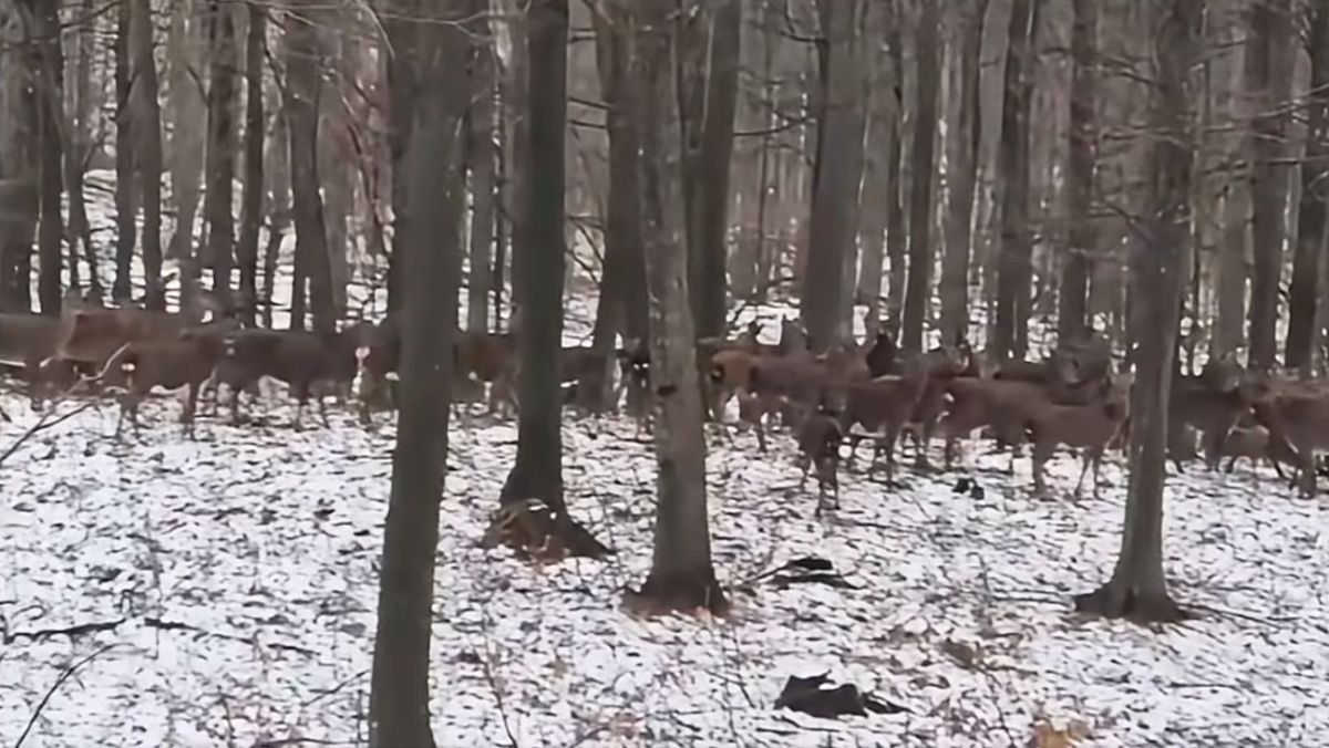 VIDEO/ Peste o sută de căprioare, surprinse în Rezervația Naturală „Plaiul Fagului”