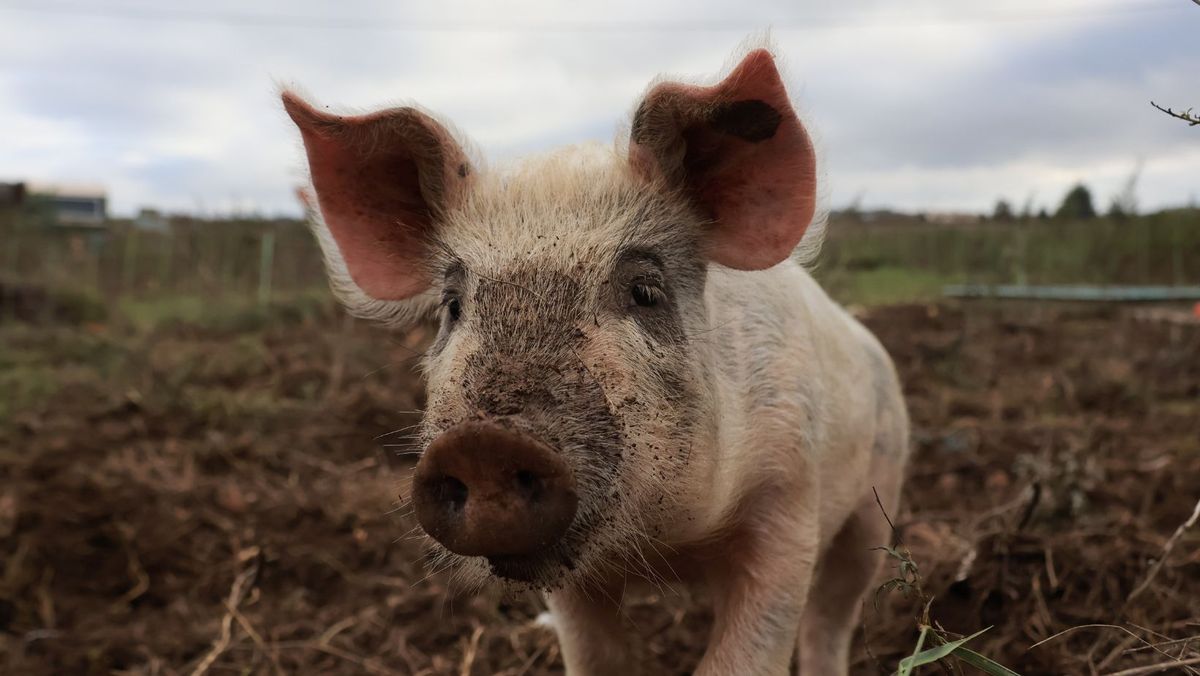 În Ialoveni a fost depistat un focar de pestă porcină africană. Consiliul raional a convocat de urgență CSE