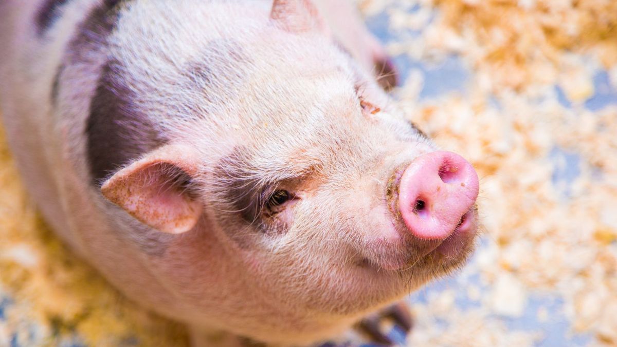 În R. Moldova au fost înregistrate două focare noi de pestă porcină. Unul - la Ungheni, iar altul - la Strășeni