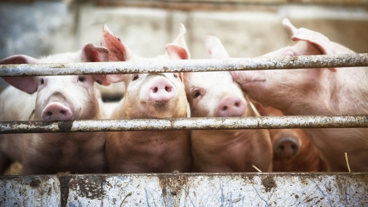 Două focare de pestă porcină africană și un caz de rabie, înregistrate în țară. Măsurile luate de autorități