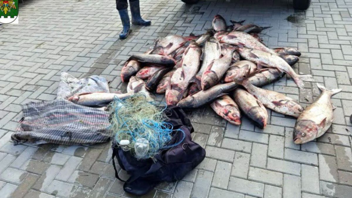 Braconaj piscicol în sudul țării: Peste 100 kg de pește și sute de metri de plase, găsite în urma unei operațiuni